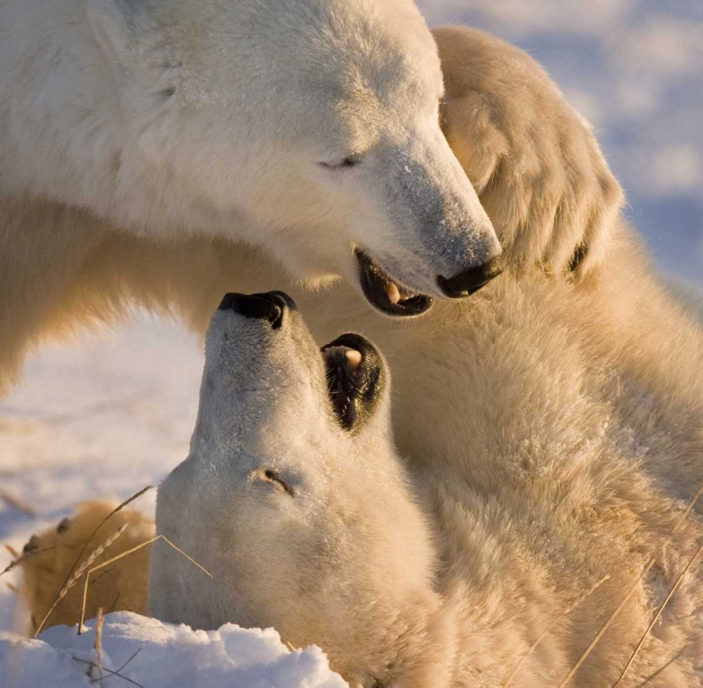 Canada, Churchill Sparring polar bears